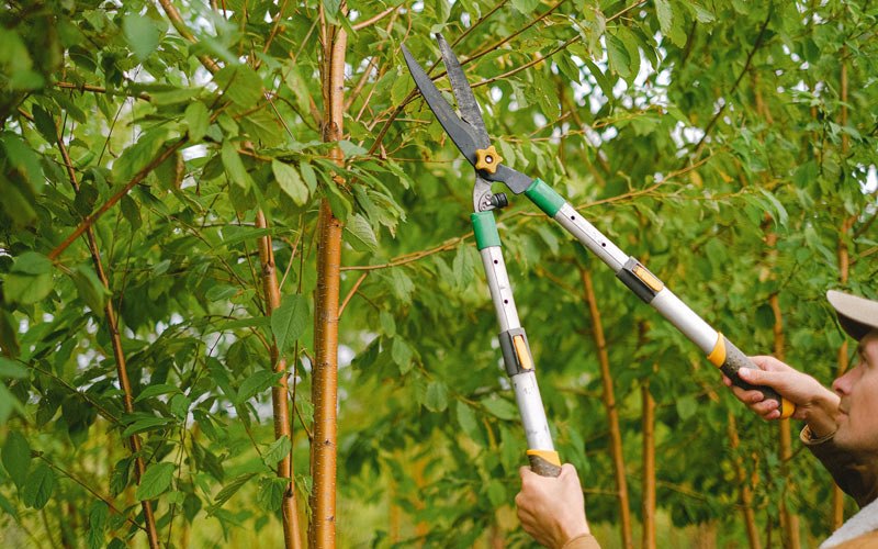 Tree trimming in Bridgewater, SD