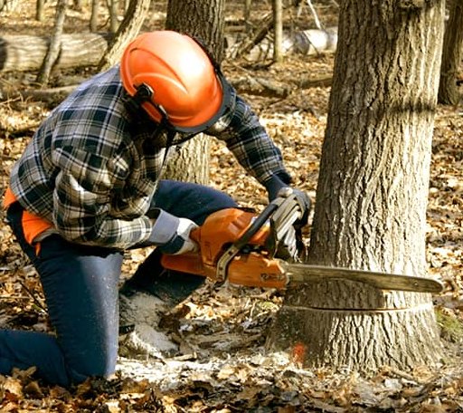 Tree Removal in Bridgewater, SD